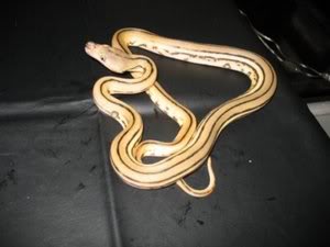 Reticulated Albino Type II Tiger Python